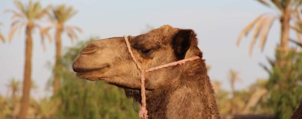camel ride Marrakech Palmeraie